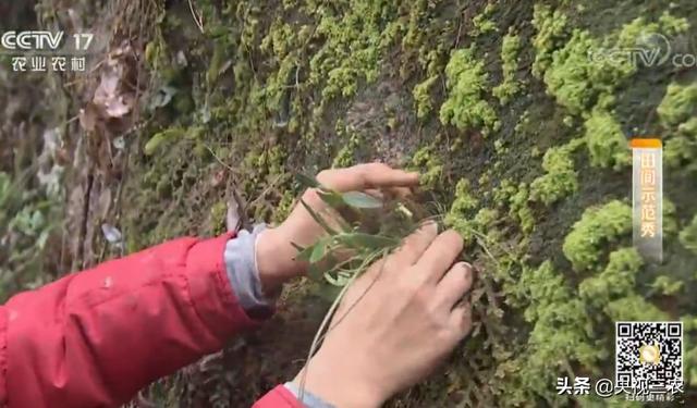 枯树枝变“神器”：在家就能种的“救命仙草”铁皮石斛