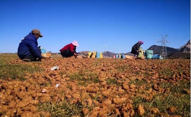 在国外泛滥，中国却在大量种植，国外每年花50亿元难消灭？