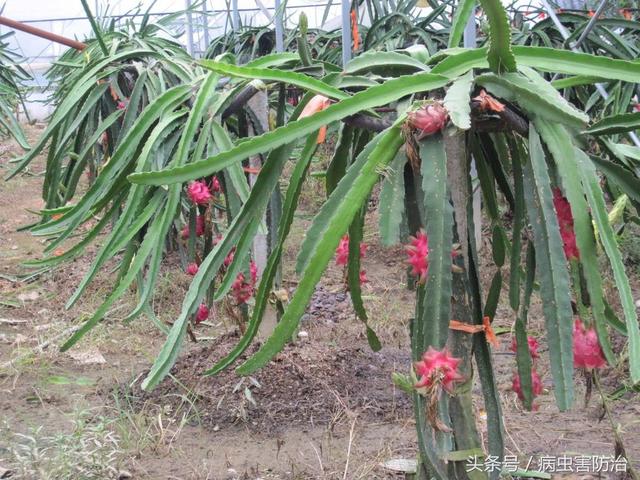 种植火龙果想高产，掌握这些技巧很重要