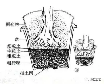 盆景制作基础知识：图文详解根桩如何培育