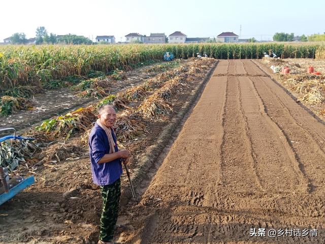 种植越冬菠菜、大蒜、小葱，永远记住这几点，否则出苗难还减产