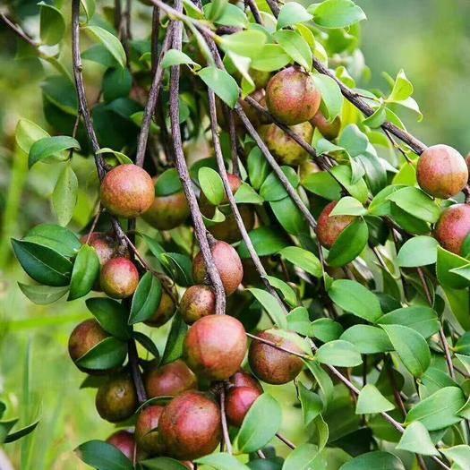 大山深处的“油茶树”，从开花到摘果，从开花到果熟需要一年之久