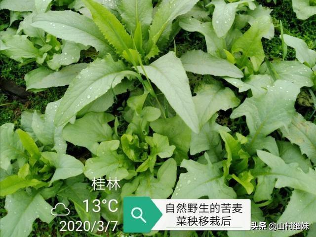 介绍2种无需留种育秧的懒人菜，适合农家小菜园种植，赶紧收藏了