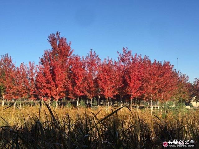 苗圃用地缩减，育苗成本增加，不妨试试套种吧