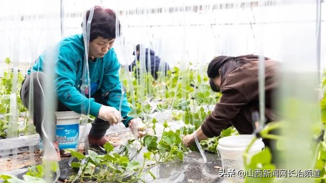 襄垣县下良镇上良村：温室大棚绿意浓 不负农时好春光