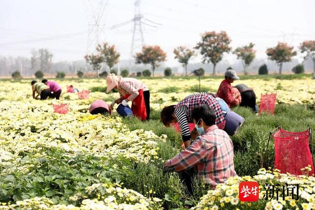 丰县王沟镇：菊花采收忙 飘香致富路