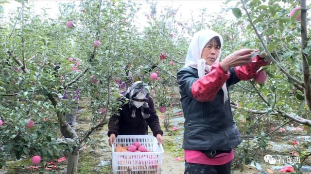 【奋进新征程·和美乡村行】陇西和平乡：金秋苹果俏枝头