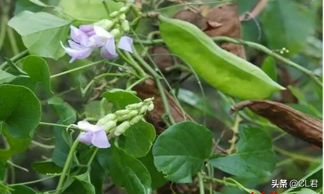 夏至之前，这种菜可以种植，耐热抗旱，9-10月收获，菜农不要错过