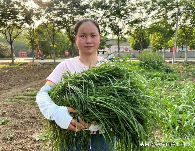 秋播黑麦草品种大全，一年生、多年生都在这里了，了解清楚后再种