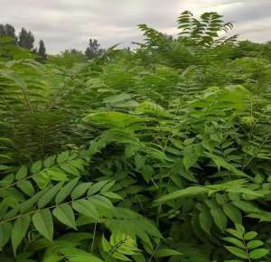 香椿苗种植视频(一亩香椿，万元财富：揭秘乡村绿色产业的潜力与商机)