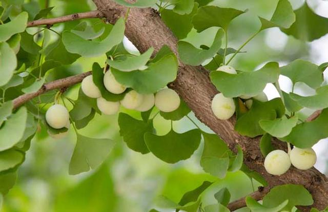 银杏树正确种植方法