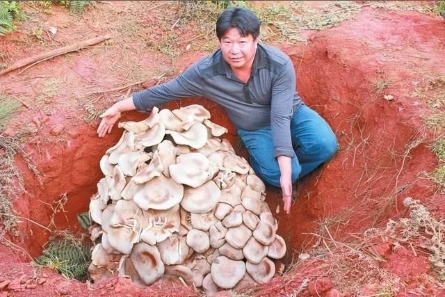 种西瓜却长出一地蘑菇，西瓜还没蘑菇大，惠州女子喜获罕见食用菌