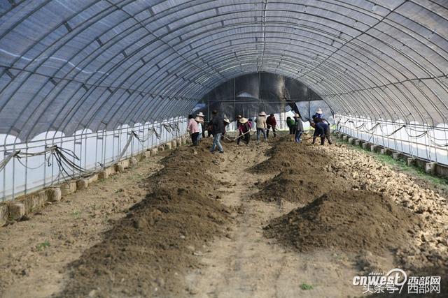 镇安有棵1500年树龄红豆杉 这是成了红豆杉氧吧小镇