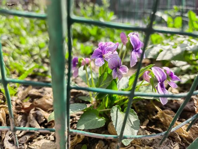 早开堇菜丨跟「紫花地丁」很像的野菜，药食同源，认识吧？