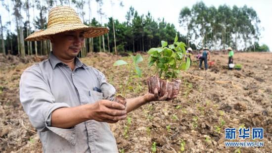 广西钦州：中药材种植助推脱贫攻坚