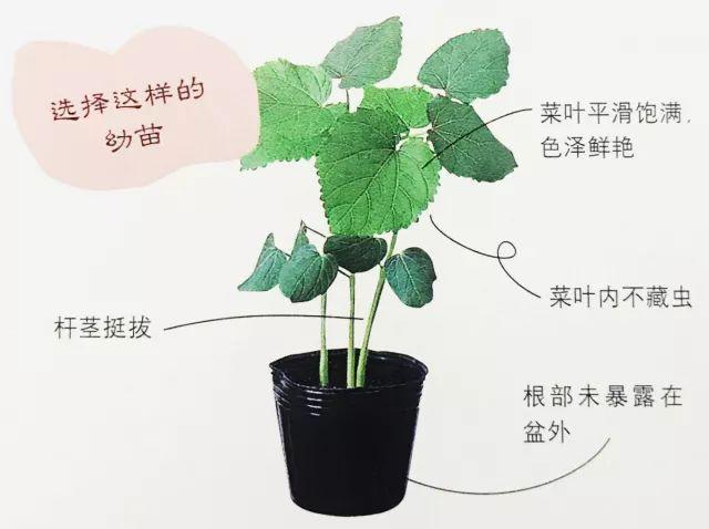 秋葵知道吧？阳台上也能种秋葵哦，5分钟看懂秋葵的基本种植方法