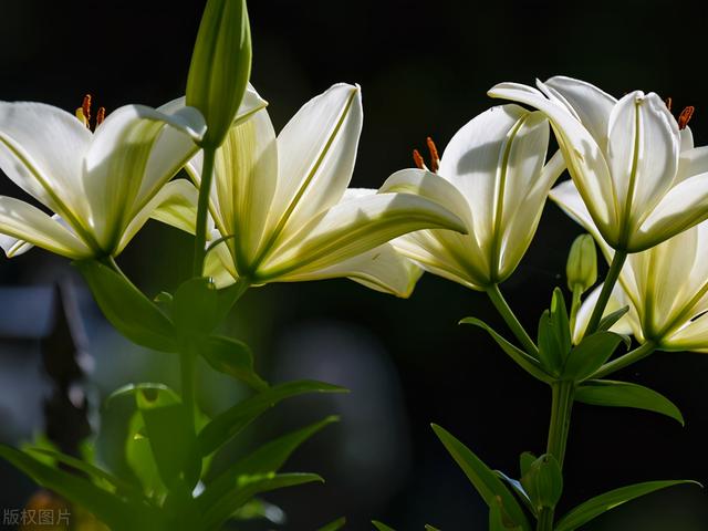 百合的种植方法，6个步骤，花盆里也能开出漂亮的百合花