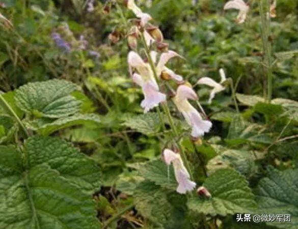 「自然农法」北方种植中药材需要注意哪些种植要点？