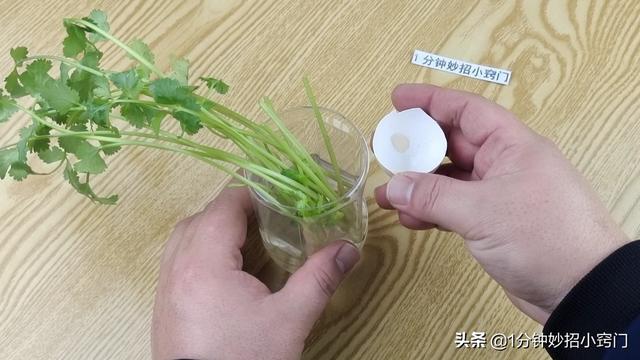 把香菜放进塑料瓶里，真是厉害了，多亏卖菜阿姨教我方法，涨知识