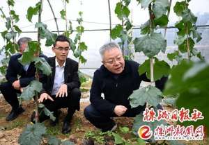 江苏菜瓜种植技术(振兴株洲“土特产”丨白关丝瓜如何“瓜瓞（dié）绵绵”)