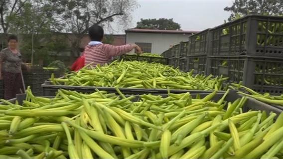 管理粗放、节省劳力、生长旺盛，黄花菜的种植就是这么简单