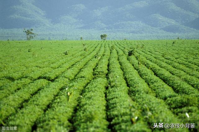 春花生种植做到这7点，发芽出苗快、烂种死棵少，还能有高产