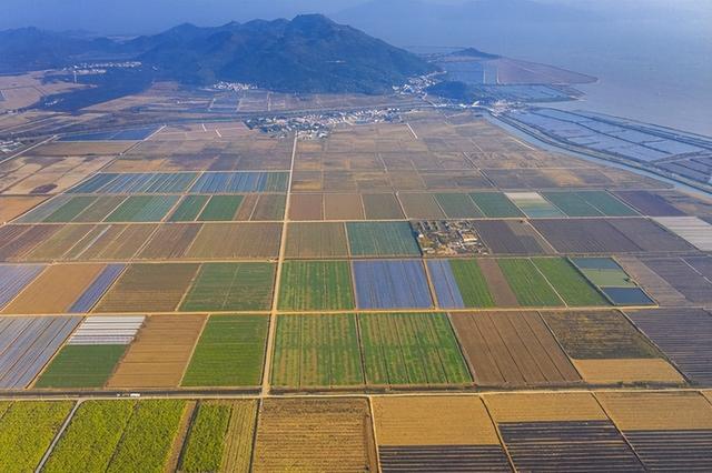 水稻的种植技术和市场前景：理论、实践和政策的探讨