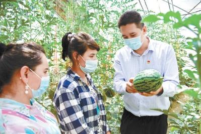 第一次！北京大兴西瓜在新疆和田试种成功