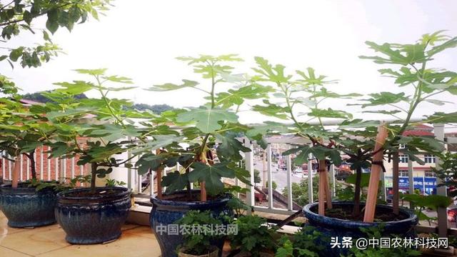 教你超简单的无花果盆栽种植技术，果子多到吃不完