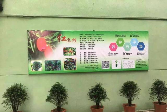 红豆杉——国家一级保护植物的五字养护法