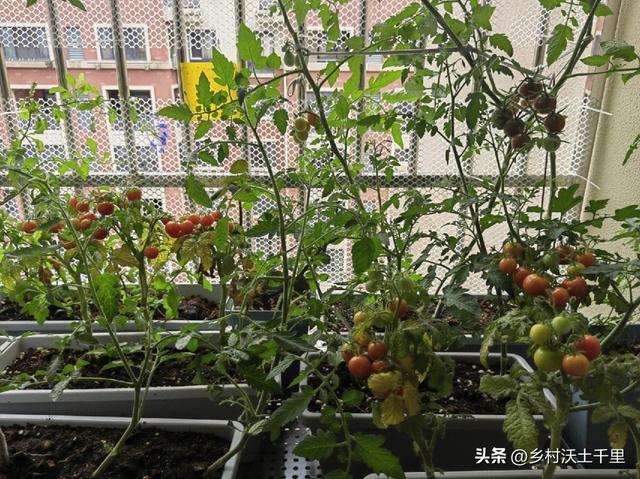 盆栽小番茄的种植方法与管理：本文讲解很详细，赶快学起来