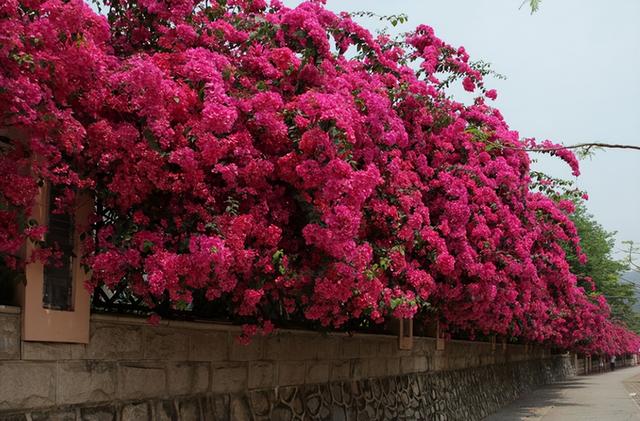 9种“强劲花”，开花美如仙，一年窜3米，爬到墙上做“花海”