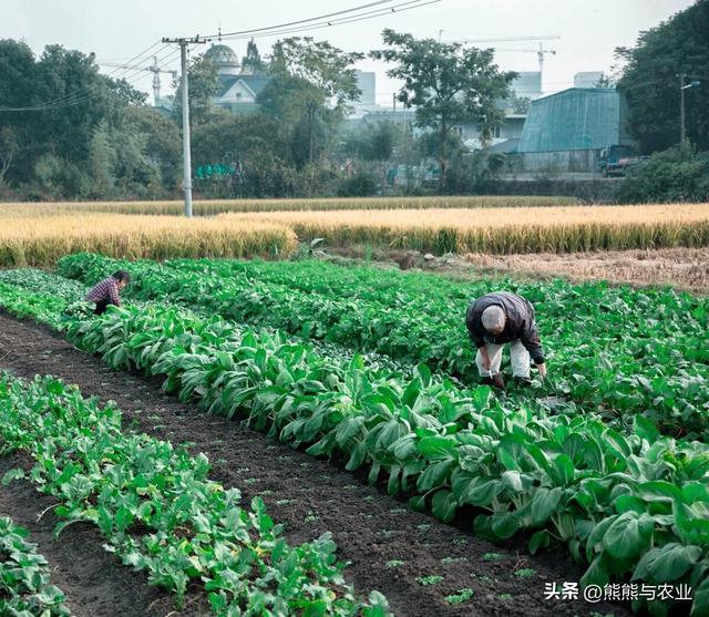 4月要到了，种植蔬菜多了，南、北方具体可以种植什么蔬菜