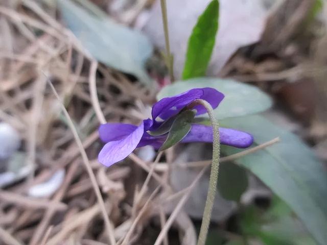 早开堇菜丨跟「紫花地丁」很像的野菜，药食同源，认识吧？