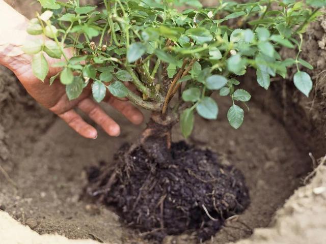 将玫瑰移植到一个新地方：正确的做法