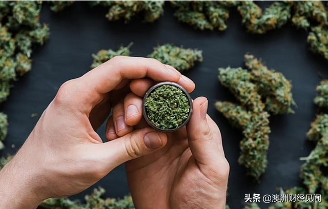 绿党提议大麻合法化！允许澳人在家中种植，政府可增收数百亿