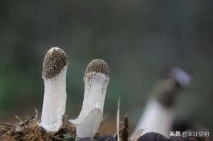 湖北竹荪种植(竹荪种植取得高产还真是不容易，但一定有方法，竹荪高产栽培技术)