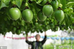 百香果种子种植(百香果苗木的繁育有四种方式，你会选择哪种百香果种苗来种植)