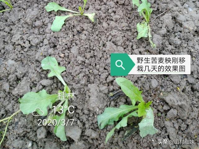 介绍2种无需留种育秧的懒人菜，适合农家小菜园种植，赶紧收藏了