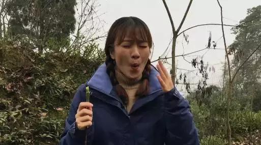 号称长寿“仙草”，石头缝里蹦出来的宝贝植物，还有不错的利润