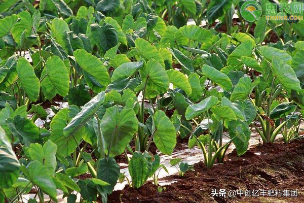 芋头的阳台盆栽种植技术