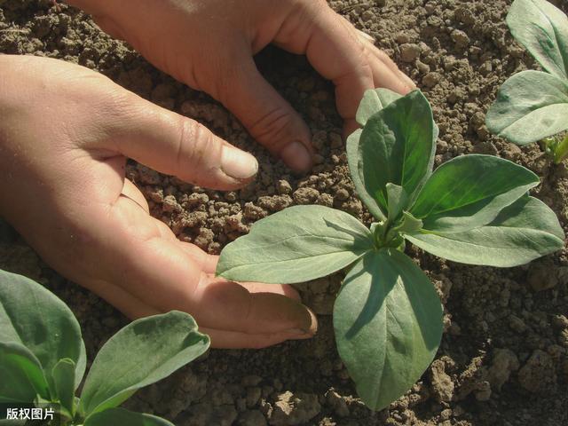 农业种植：蚕豆栽培法，来这里教你怎么提升种植产量