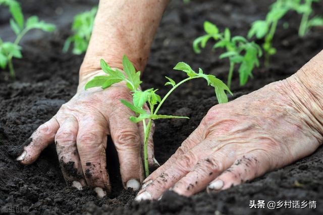 育苗和移栽蔬菜，不用花钱就能让其根壮苗旺，产量节节升高