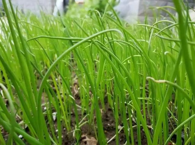 农村绿色菜园：13种健康食材，自然种植无需农药