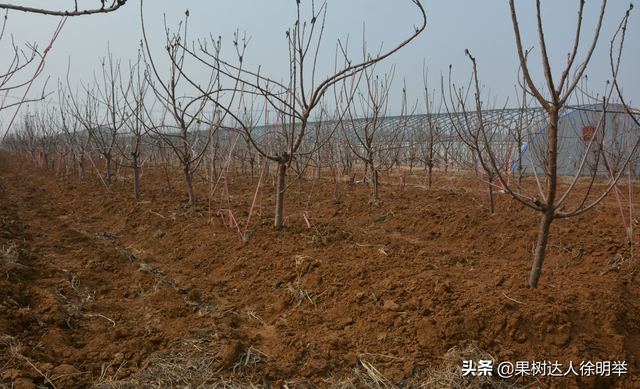 大樱桃栽培管理标准化都有些哪些技术，你学习了解了吗