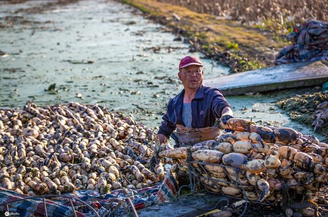 江苏海安：浅水藕助农脱贫增收 一片繁忙景象