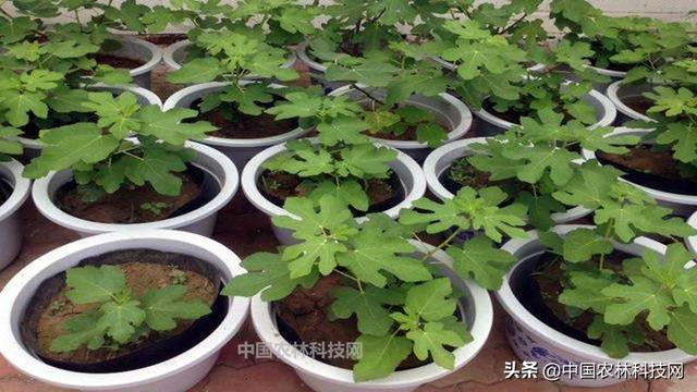 教你超简单的无花果盆栽种植技术，果子多到吃不完