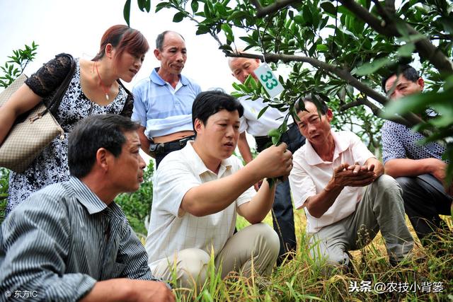 柑橘嫁接常用的砧木品种、嫁接方法，及各类砧木特点和嫁接步骤！