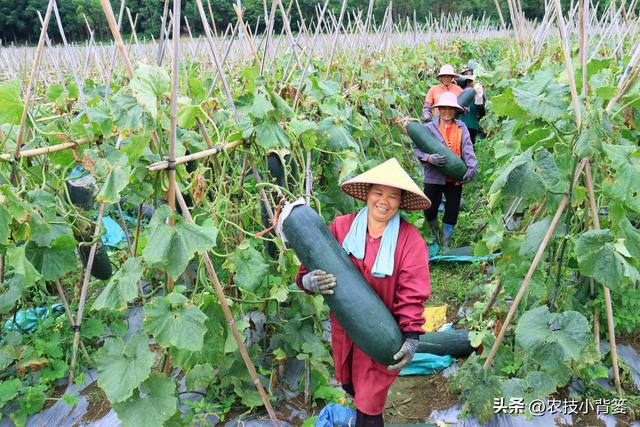 冬瓜怎样种植长得大、产量高？告诉你十个种植管理技巧