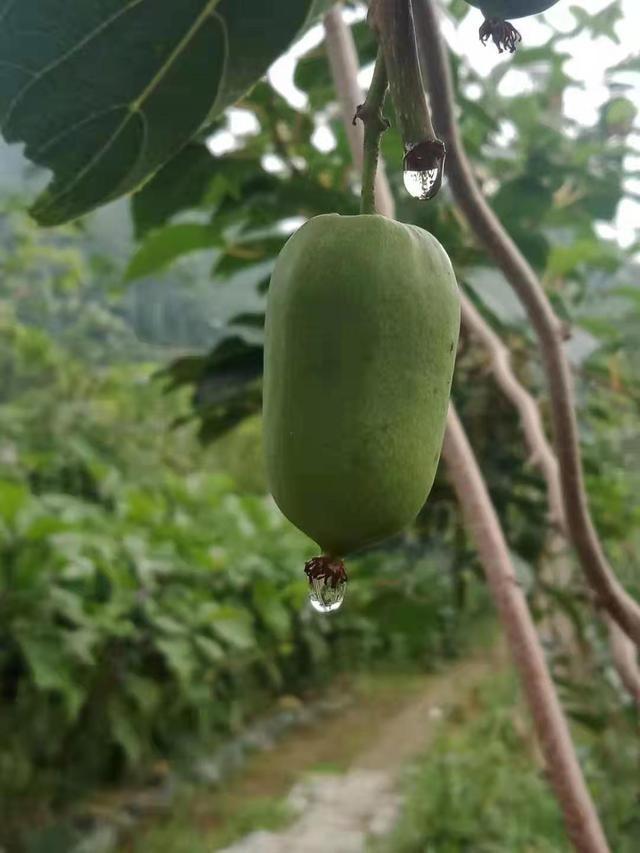 家有院子，种两棵软枣猕猴桃树吧，抗寒耐冻，更是水果界VC之冠